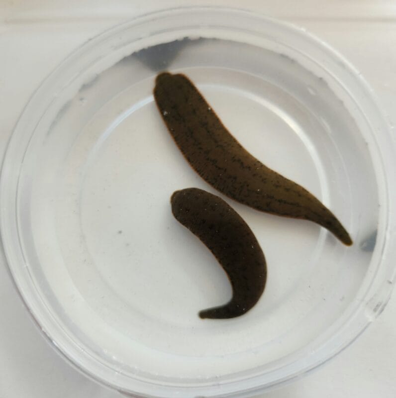 Lipitori Catfish Bait XL